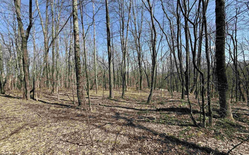 TBD Silver Oak Lane, Belington, West Virginia 26250, ,Lots/land,For Sale,Silver Oak,10163772