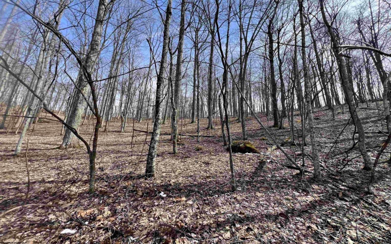 1251 County Highway 40-11 Road, Duck, West Virginia 25063, ,Lots/land,For Sale,County Highway 40-11,10163834 1251 County Highway 40-11 Road, Duck, West Virginia 25063, ,Lots/land,For Sale,County Highway 40-11,10163834