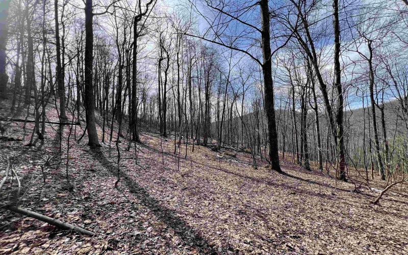 1251 County Highway 40-11 Road, Duck, West Virginia 25063, ,Lots/land,For Sale,County Highway 40-11,10163834 1251 County Highway 40-11 Road, Duck, West Virginia 25063, ,Lots/land,For Sale,County Highway 40-11,10163834