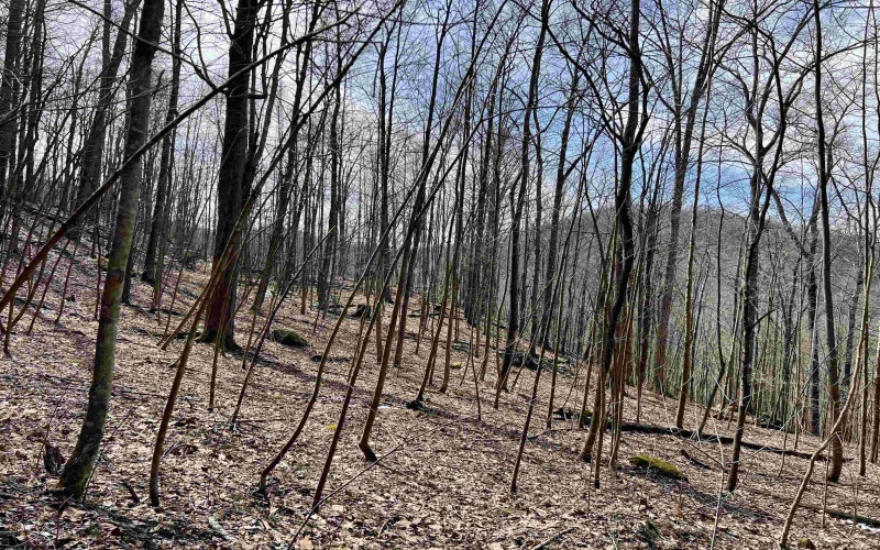 1251 County Highway 40-11 Road, Duck, West Virginia 25063, ,Lots/land,For Sale,County Highway 40-11,10163834 1251 County Highway 40-11 Road, Duck, West Virginia 25063, ,Lots/land,For Sale,County Highway 40-11,10163834