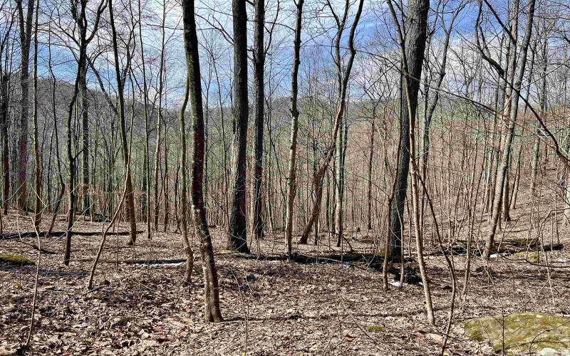 1251 County Highway 40-11 Road, Duck, West Virginia 25063, ,Lots/land,For Sale,County Highway 40-11,10163834 1251 County Highway 40-11 Road, Duck, West Virginia 25063, ,Lots/land,For Sale,County Highway 40-11,10163834