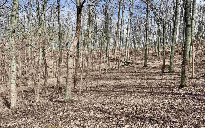 1251 County Highway 40-11 Road, Duck, West Virginia 25063, ,Lots/land,For Sale,County Highway 40-11,10163834 1251 County Highway 40-11 Road, Duck, West Virginia 25063, ,Lots/land,For Sale,County Highway 40-11,10163834