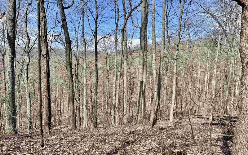 1251 County Highway 40-11 Road, Duck, West Virginia 25063, ,Lots/land,For Sale,County Highway 40-11,10163834 1251 County Highway 40-11 Road, Duck, West Virginia 25063, ,Lots/land,For Sale,County Highway 40-11,10163834