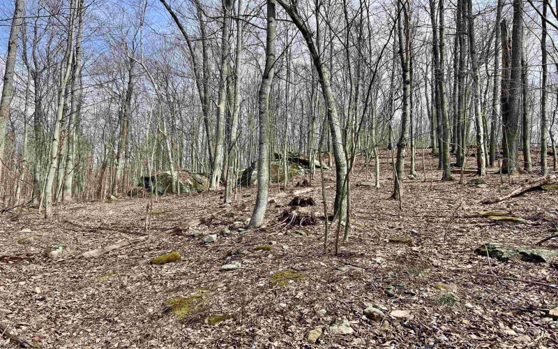 1251 County Highway 40-11 Road, Duck, West Virginia 25063, ,Lots/land,For Sale,County Highway 40-11,10163834 1251 County Highway 40-11 Road, Duck, West Virginia 25063, ,Lots/land,For Sale,County Highway 40-11,10163834