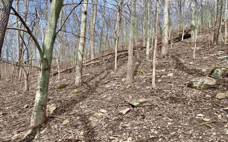 1251 County Highway 40-11 Road, Duck, West Virginia 25063, ,Lots/land,For Sale,County Highway 40-11,10163834 1251 County Highway 40-11 Road, Duck, West Virginia 25063, ,Lots/land,For Sale,County Highway 40-11,10163834