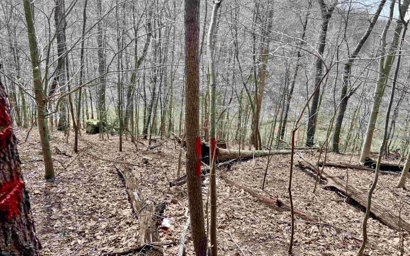 1251 County Highway 40-11 Road, Duck, West Virginia 25063, ,Lots/land,For Sale,County Highway 40-11,10163834 1251 County Highway 40-11 Road, Duck, West Virginia 25063, ,Lots/land,For Sale,County Highway 40-11,10163834