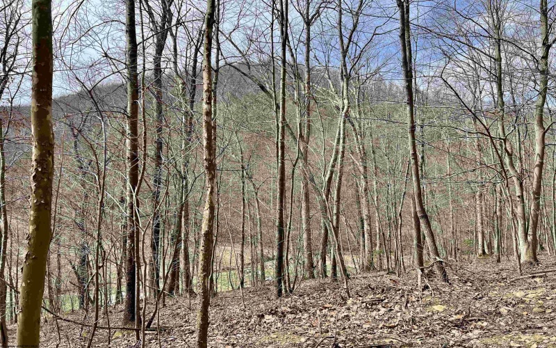 1251 County Highway 40-11 Road, Duck, West Virginia 25063, ,Lots/land,For Sale,County Highway 40-11,10163834 1251 County Highway 40-11 Road, Duck, West Virginia 25063, ,Lots/land,For Sale,County Highway 40-11,10163834