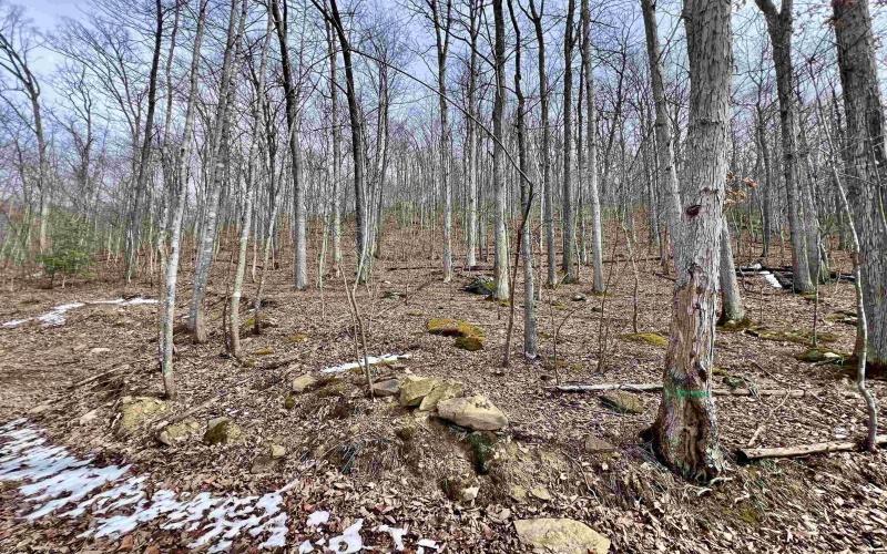 1251 County Highway 40-11 Road, Duck, West Virginia 25063, ,Lots/land,For Sale,County Highway 40-11,10163834 1251 County Highway 40-11 Road, Duck, West Virginia 25063, ,Lots/land,For Sale,County Highway 40-11,10163834