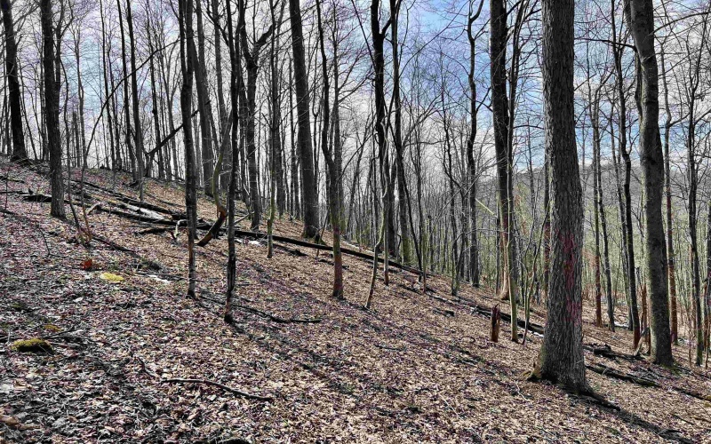 1251 County Highway 40-11 Road, Duck, West Virginia 25063, ,Lots/land,For Sale,County Highway 40-11,10163834 1251 County Highway 40-11 Road, Duck, West Virginia 25063, ,Lots/land,For Sale,County Highway 40-11,10163834