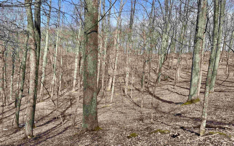 1251 County Highway 40-11 Road, Duck, West Virginia 25063, ,Lots/land,For Sale,County Highway 40-11,10163834 1251 County Highway 40-11 Road, Duck, West Virginia 25063, ,Lots/land,For Sale,County Highway 40-11,10163834