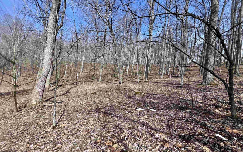 1251 County Highway 40-11 Road, Duck, West Virginia 25063, ,Lots/land,For Sale,County Highway 40-11,10163834 1251 County Highway 40-11 Road, Duck, West Virginia 25063, ,Lots/land,For Sale,County Highway 40-11,10163834