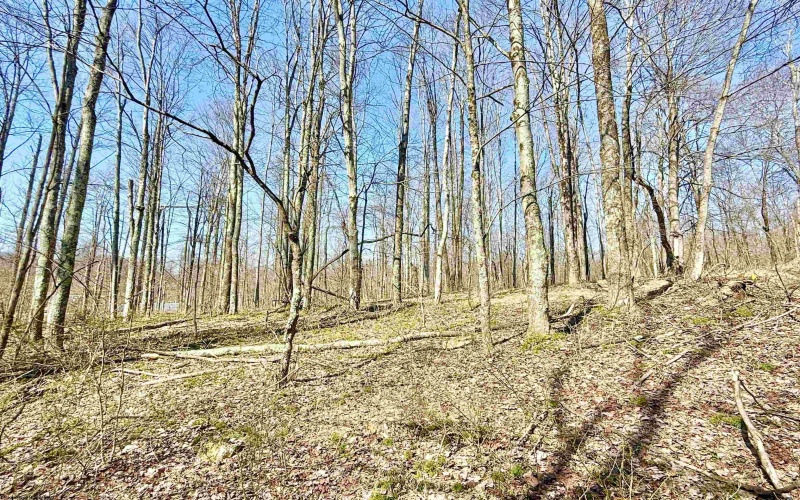 Lot 21 POPLAR Drive, Grafton, West Virginia 26354, ,Lots/land,For Sale,POPLAR,10163840