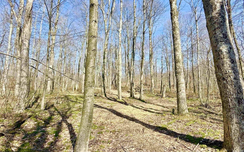 Lot 21 POPLAR Drive, Grafton, West Virginia 26354, ,Lots/land,For Sale,POPLAR,10163840