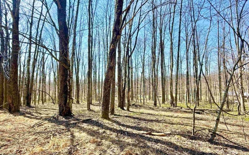 Lot 21 POPLAR Drive, Grafton, West Virginia 26354, ,Lots/land,For Sale,POPLAR,10163840