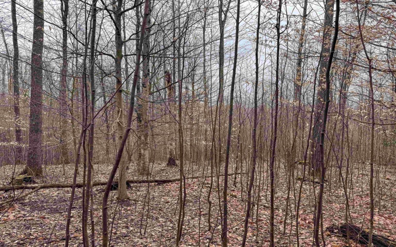 Lot 1 Red Rock Road, Rowlesburg, West Virginia 26425, ,Lots/land,For Sale,Red Rock,10163859 Lot 1 Red Rock Road, Rowlesburg, West Virginia 26425, ,Lots/land,For Sale,Red Rock,10163859