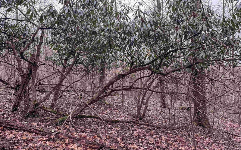 Lot 1 Red Rock Road, Rowlesburg, West Virginia 26425, ,Lots/land,For Sale,Red Rock,10163859 Lot 1 Red Rock Road, Rowlesburg, West Virginia 26425, ,Lots/land,For Sale,Red Rock,10163859