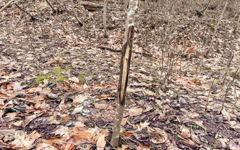 Lot 1 Red Rock Road, Rowlesburg, West Virginia 26425, ,Lots/land,For Sale,Red Rock,10163859 Lot 1 Red Rock Road, Rowlesburg, West Virginia 26425, ,Lots/land,For Sale,Red Rock,10163859