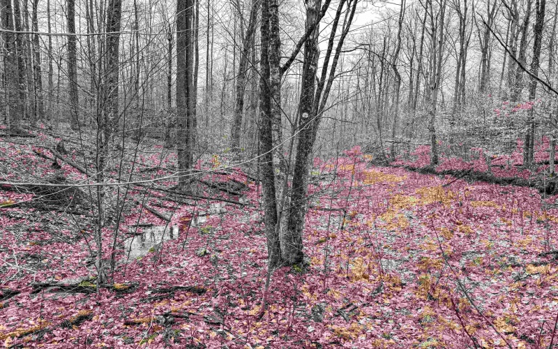 Lot 1 Red Rock Road, Rowlesburg, West Virginia 26425, ,Lots/land,For Sale,Red Rock,10163859 Lot 1 Red Rock Road, Rowlesburg, West Virginia 26425, ,Lots/land,For Sale,Red Rock,10163859