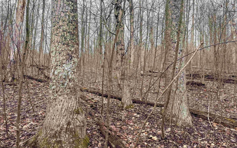 Lot 1 Red Rock Road, Rowlesburg, West Virginia 26425, ,Lots/land,For Sale,Red Rock,10163859 Lot 1 Red Rock Road, Rowlesburg, West Virginia 26425, ,Lots/land,For Sale,Red Rock,10163859