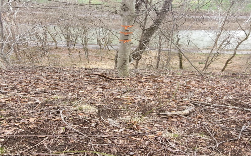 00 Trolley Car Road, Clarksburg, West Virginia 26301, ,Lots/land,For Sale,Trolley Car,10163883 00 Trolley Car Road, Clarksburg, West Virginia 26301, ,Lots/land,For Sale,Trolley Car,10163883