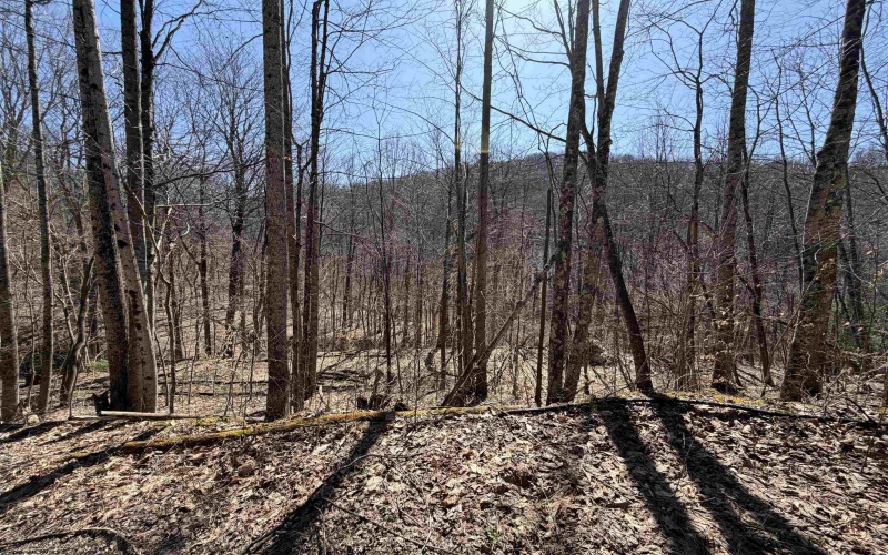 145 Yellow House Lane, Elkins, West Virginia 26241, ,Lots/land,For Sale,Yellow House,10163915