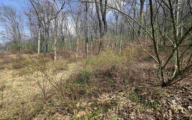 Lot 4 Jesse's Run Road, Fairview, West Virginia 26570, ,Lots/land,For Sale,Jesse's Run,10163968
