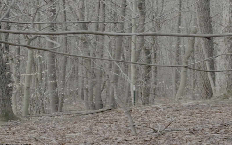 tbd Pine Grove Road, Fairmont, West Virginia 26554, ,Lots/land,For Sale,Pine Grove,10163946