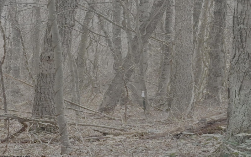 tbd Pine Grove Road, Fairmont, West Virginia 26554, ,Lots/land,For Sale,Pine Grove,10163946