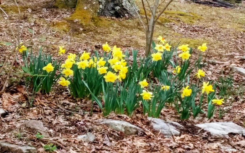 143 Paradise Circle, Morgantown, West Virginia 26508, 3 Bedrooms Bedrooms, 5 Rooms Rooms,1 BathroomBathrooms,Single Family Detached,For Sale,Paradise,10163950 143 Paradise Circle, Morgantown, West Virginia 26508, 3 Bedrooms Bedrooms, 5 Rooms Rooms,1 BathroomBathrooms,Single Family Detached,For Sale,Paradise,10163950