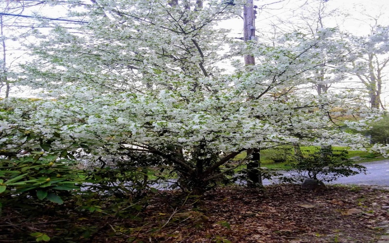 143 Paradise Circle, Morgantown, West Virginia 26508, 3 Bedrooms Bedrooms, 5 Rooms Rooms,1 BathroomBathrooms,Single Family Detached,For Sale,Paradise,10163950 143 Paradise Circle, Morgantown, West Virginia 26508, 3 Bedrooms Bedrooms, 5 Rooms Rooms,1 BathroomBathrooms,Single Family Detached,For Sale,Paradise,10163950