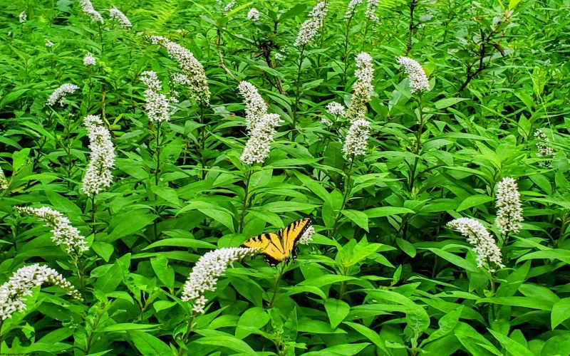 143 Paradise Circle, Morgantown, West Virginia 26508, 3 Bedrooms Bedrooms, 5 Rooms Rooms,1 BathroomBathrooms,Single Family Detached,For Sale,Paradise,10163950 143 Paradise Circle, Morgantown, West Virginia 26508, 3 Bedrooms Bedrooms, 5 Rooms Rooms,1 BathroomBathrooms,Single Family Detached,For Sale,Paradise,10163950