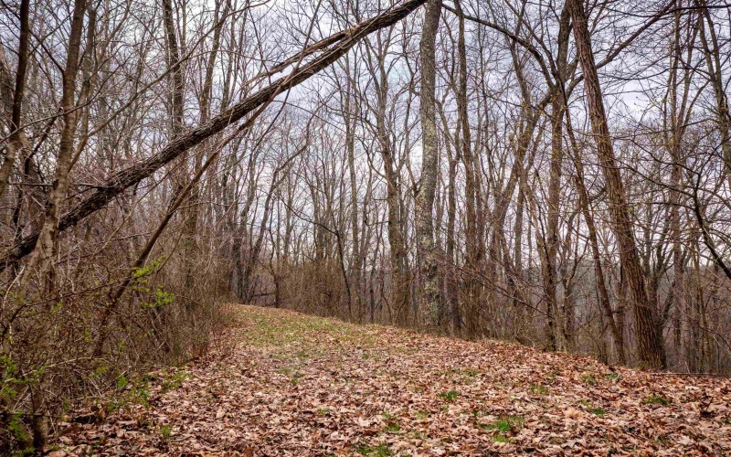 TBD Coopers Rock Drive, Bruceton Mills, West Virginia 26525, ,Lots/land,For Sale,Coopers Rock,10163986
