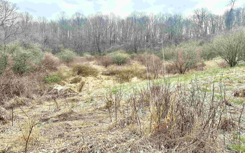 496 Dillon Hollow Road, Jane Lew, West Virginia 26378, ,Lots/land,For Sale,Dillon Hollow,10163995 496 Dillon Hollow Road, Jane Lew, West Virginia 26378, ,Lots/land,For Sale,Dillon Hollow,10163995