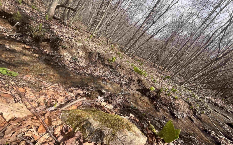 TBD Sugar Valley Road, Bruceton Mills, West Virginia 26525, ,Lots/land,For Sale,Sugar Valley,10164027