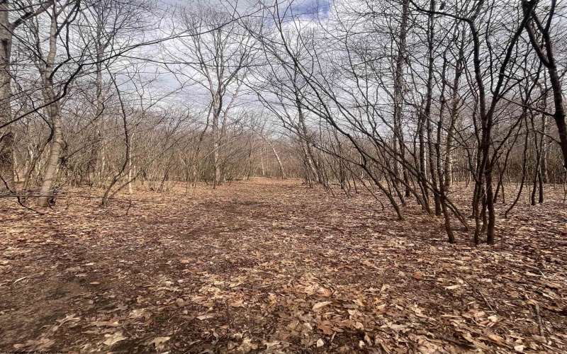 TBD Sugar Valley Road, Bruceton Mills, West Virginia 26525, ,Lots/land,For Sale,Sugar Valley,10164027