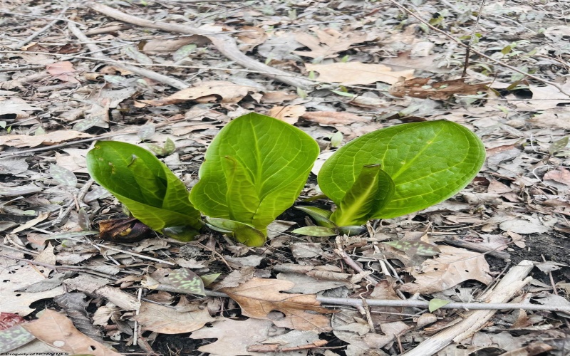 TBD Sugar Valley Road, Bruceton Mills, West Virginia 26525, ,Lots/land,For Sale,Sugar Valley,10164027