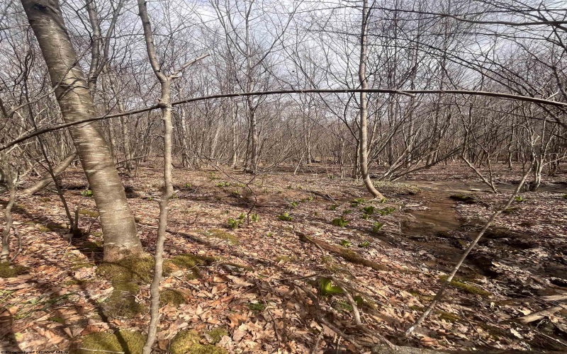 TBD Sugar Valley Road, Bruceton Mills, West Virginia 26525, ,Lots/land,For Sale,Sugar Valley,10164027