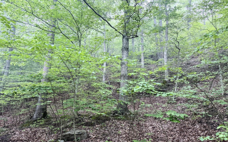 Lot 1 Shortline Highway, Porters Falls, West Virginia 26162, ,Lots/land,For Sale,Shortline,10164035