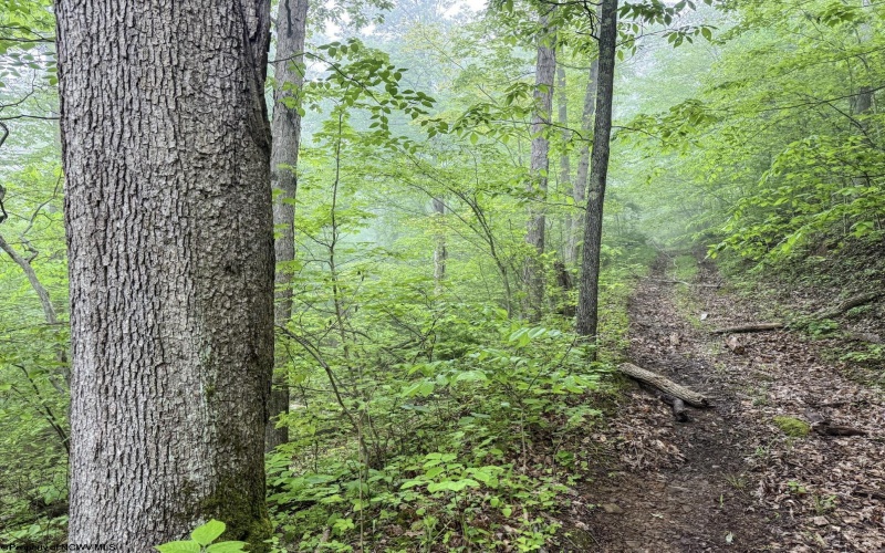 Lot 1 Shortline Highway, Porters Falls, West Virginia 26162, ,Lots/land,For Sale,Shortline,10164035