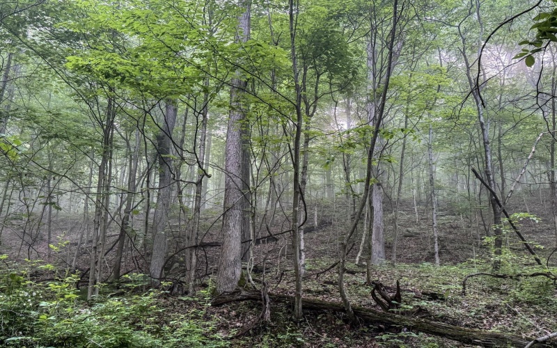 Lot 1 Shortline Highway, Porters Falls, West Virginia 26162, ,Lots/land,For Sale,Shortline,10164035