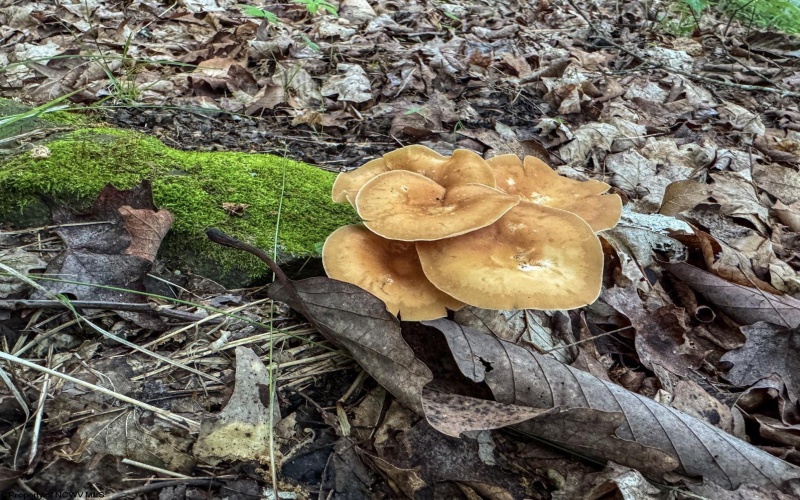 Lot 1 Shortline Highway, Porters Falls, West Virginia 26162, ,Lots/land,For Sale,Shortline,10164035