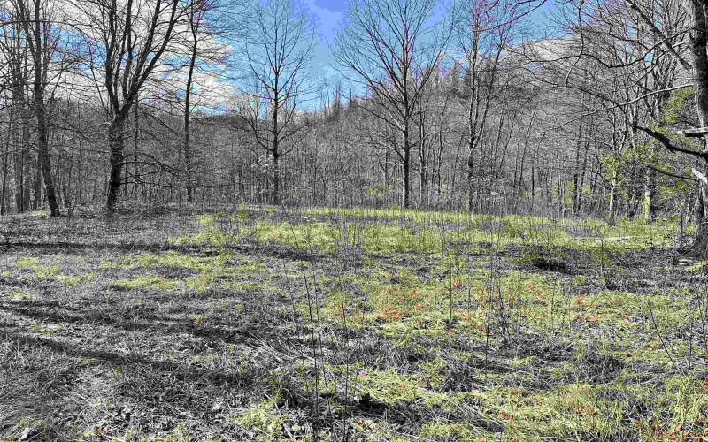 0 Herb Hyre Road, French Creek, West Virginia 26218, ,Lots/land,For Sale,Herb Hyre,10164037