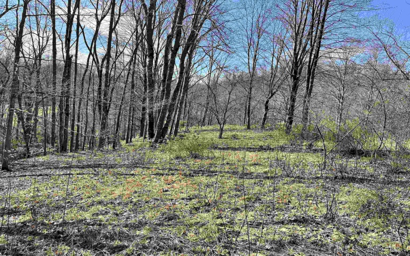 0 Herb Hyre Road, French Creek, West Virginia 26218, ,Lots/land,For Sale,Herb Hyre,10164037