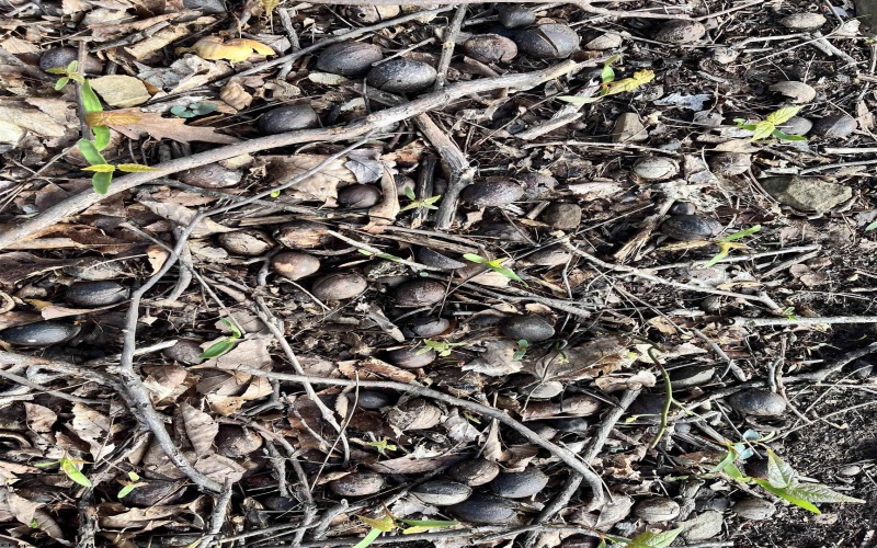 0 Herb Hyre Road, French Creek, West Virginia 26218, ,Lots/land,For Sale,Herb Hyre,10164037