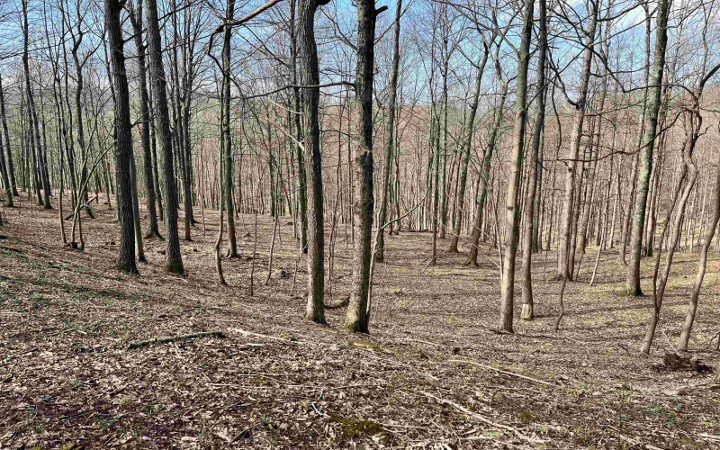 0 Herb Hyre Road, French Creek, West Virginia 26218, ,Lots/land,For Sale,Herb Hyre,10164037