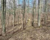 0 Herb Hyre Road, French Creek, West Virginia 26218, ,Lots/land,For Sale,Herb Hyre,10164037