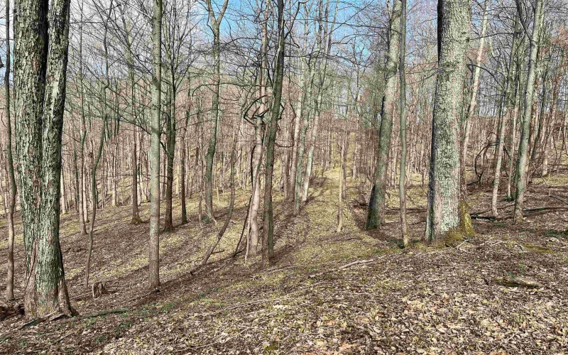 0 Herb Hyre Road, French Creek, West Virginia 26218, ,Lots/land,For Sale,Herb Hyre,10164037