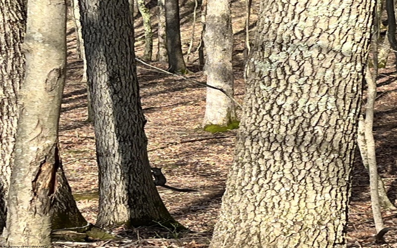 0 Herb Hyre Road, French Creek, West Virginia 26218, ,Lots/land,For Sale,Herb Hyre,10164037