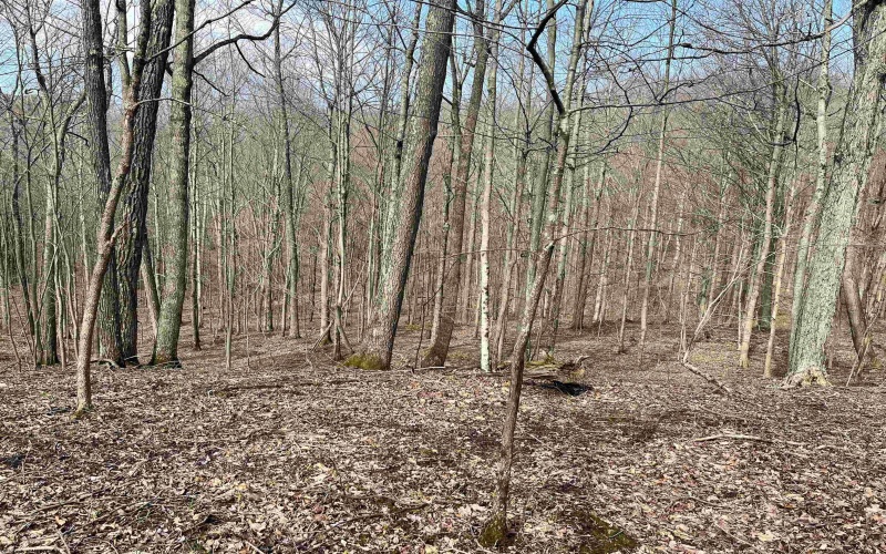 0 Herb Hyre Road, French Creek, West Virginia 26218, ,Lots/land,For Sale,Herb Hyre,10164037