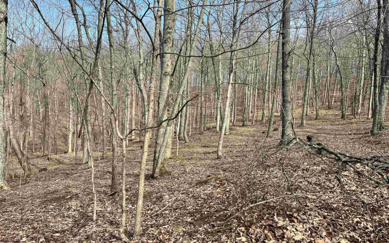 0 Herb Hyre Road, French Creek, West Virginia 26218, ,Lots/land,For Sale,Herb Hyre,10164037